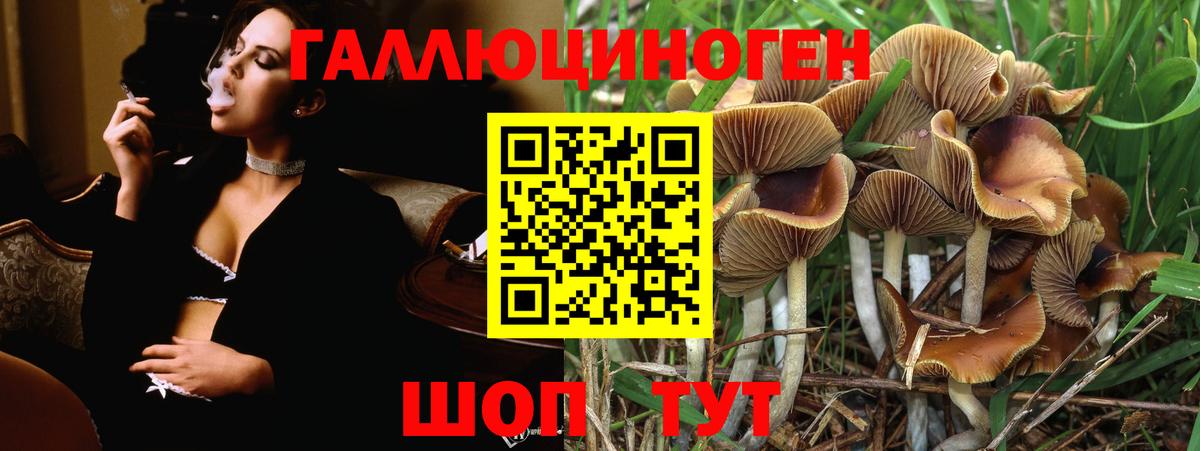 Псилоцибиновые грибы Cubensis Димитровград
